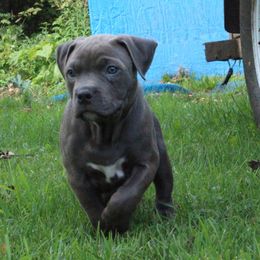 American Bully Puppies from 49th State Kennels