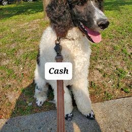 Cash - Poodle
