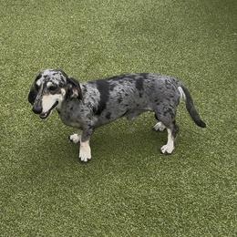 Meree's Missing Piece (AKA Linc) - Dapple male Dachshund puppy in Killeen, Texas from Southern Dachshunds