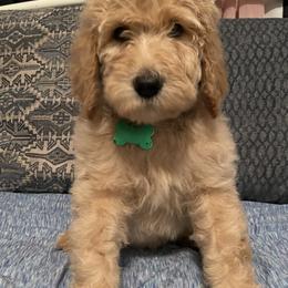 Goldendoodles from High Standards Az