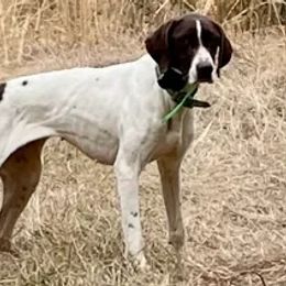 Remi - German Shorthaired Pointer