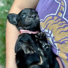 TBD 6th born - Brindle female Dachshund puppy in El Dorado, Arkansas from LovelylilDoxies