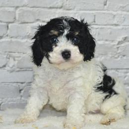 Romeo - Black white and tan male Cockapoo puppy in Moulton, Iowa from Shondel Puppy Paws