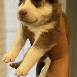 Siberian Huskies from Blossom Pomskys
