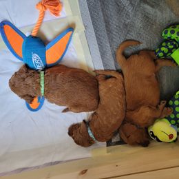 Goldendoodle Puppies from Dream Doodles