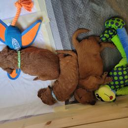Goldendoodle Puppies from Dream Doodles