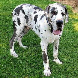 Great Danes from Heartfelt Danes