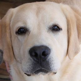 Labrador Retrievers from Shadowhawk Labrador Retrievers