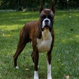 Boxers from Sharon's Boxers