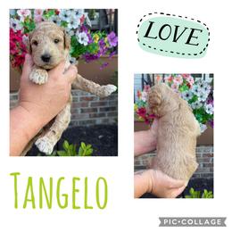 Tangelo - Cream male Goldendoodle puppy in Chattanooga, Tennessee from Scenic City Doodles