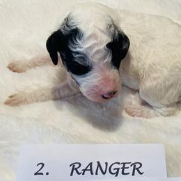 Goldendoodle Puppies from Goodland Doodles