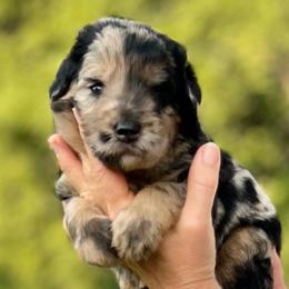 Roger - Merle male Assorted Doodle Crosses puppy in Kansas City, Missouri from Beary GoldenDoodles