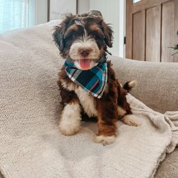 Mitchell - male Australian Mountain Doodle puppy in Tryon, North Carolina from Melrose Mountain Farm