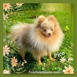 Pico - Pomeranian
