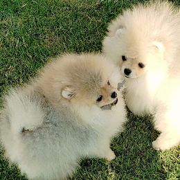 Pomeranians from Shining Star Pomeranians