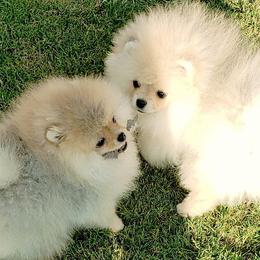 Pomeranians from Shining Star Pomeranians