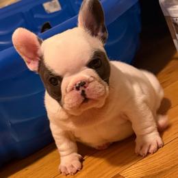 Pied boy 1 - Blue male French Bulldog puppy in Pennsylvania from R & C French Bulldogs