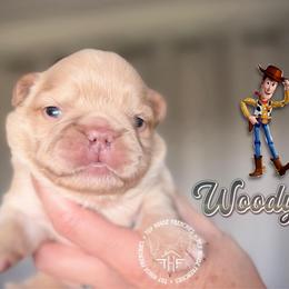 Toy Story's Woody - Cream male French Bulldog puppy in Salem, Oregon from Toy House Frenchies