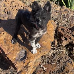 Red collar natural bob tail - Black merle male Mudi puppy in Gladewater, Texas from Texas Mudi