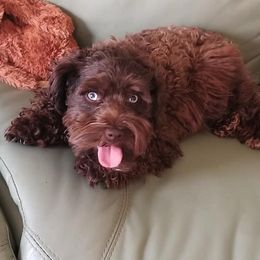 Miniature Schnauzer All Grown Up from Schnauzers Northwest