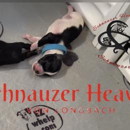 Colter AKC (blue collar) - Parti male Miniature Schnauzer puppy in Pelzer, South Carolina from Schnauzer Heaven Von Longbach