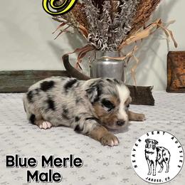 Pablo - Blue merle male Miniature Australian Shepherd puppy in Jaroso, Colorado from Heaven Sent Aussies