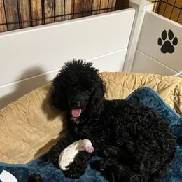 "mom & puppies" Poodle Puppies from Willow Lake Mini Pups