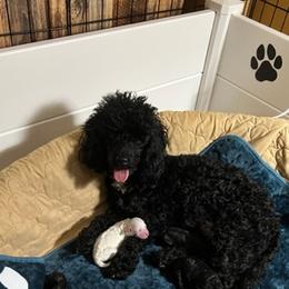 "mom & puppies" Poodle Puppies from Willow Lake Mini Pups