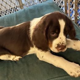 Riley - Liver white and tan male English Springer Spaniel puppy in Sonora, California from Sonora Hills ESS