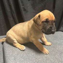 Boy 2 - Fawn male Great Dane puppy in Indianola, Iowa from Bull West Kennels