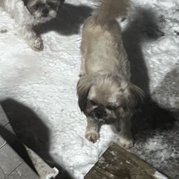 Gi Gi - Shih Tzu
