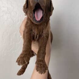 Aussiedoodle and Goldendoodle Puppies from Garside Doodles