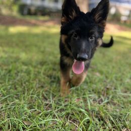 German Shepherd Puppies from TDShepherds