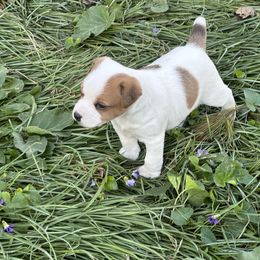 Boy 1 - Tan and white Jack Russell Terrier puppy in Myersville, Maryland from Brigadoon Farm
