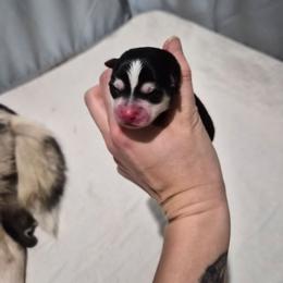 Aurora - Black and white female Pomsky puppy in Valparaiso, Indiana from Valparaiso Pomskys