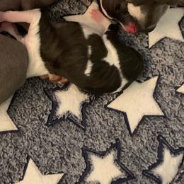 Solid seal - Seal female Italian Greyhound puppy in California from Desert Rose