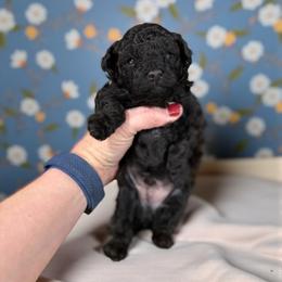 Poodle Puppies from KC Poodles of PA
