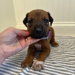 Lady Bird - Rd whtn blk nose female Rhodesian Ridgeback puppy in Montgomery, Texas from Timber Ridge Kennels