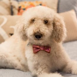 Mazie - Goldendoodle