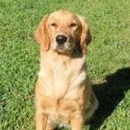 Golden Retrievers from Bear Ridge Kennels