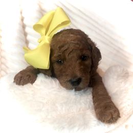 Poodle Puppies from Prissy Pants Poodles LLC