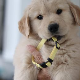 Golden Retriever Puppies from Golden Hour Golden Retrievers