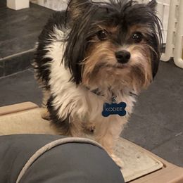 Kodee - Biewer Terrier
