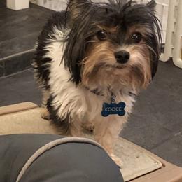 Kodee - Biewer Terrier