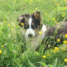 Australian Shepherd and Treeing Walker Coonhound All Grown Up from Bluegrass BET Aussie’s