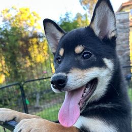 Nick - White black and tan male Papillon puppy in San Diego County, California from Mishmo's Shibas and Papillons