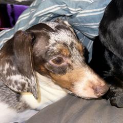 Copper - Dachshund