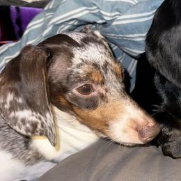 Copper - Dachshund