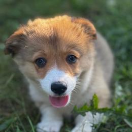 Peaches - Sable female Pembroke Welsh Corgi puppy in Nortonville, Kansas from Low Riders Corgis & Mini Aussies