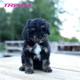 Trinity - Black and tan female Cockapoo puppy in Canastota, New York from Silver City Cockapoos